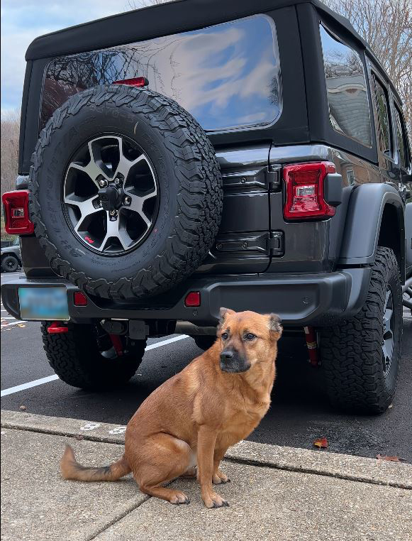 Any good recommendations on a Dog Harness & Seat? | Jeep Wrangler Forums  (JL / JLU) - Rubicon, Sahara, Sport, 4xe, 392 