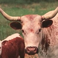 Texas Longhorn