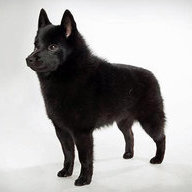 Schipperke