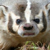 GrumpyBadger