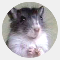 MadGerbil